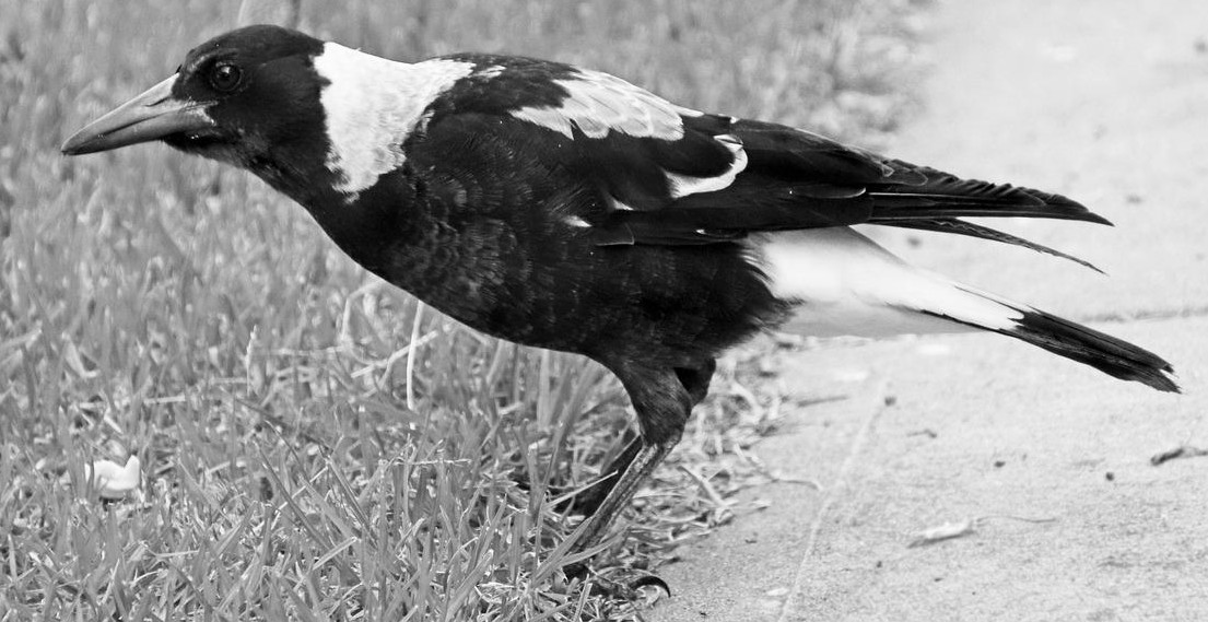 Australian Magpie